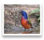 collage image title